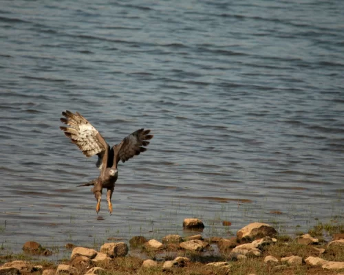 A Comprehensive Guide to Tadoba National Park