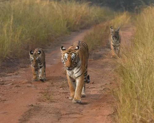 Tadoba: A Photographer’s Paradise