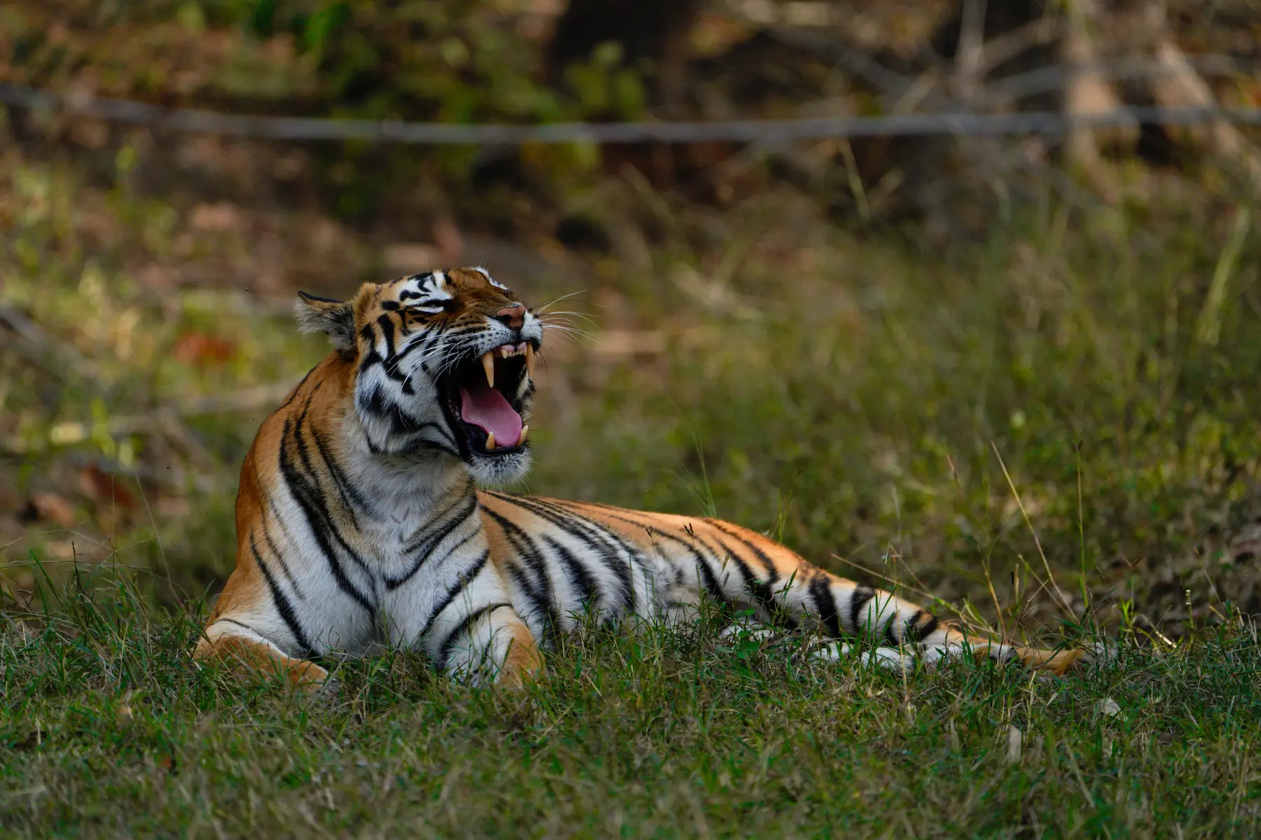 Embracing the Wild: A Journey through the Untamed Wilderness of Tadoba ...