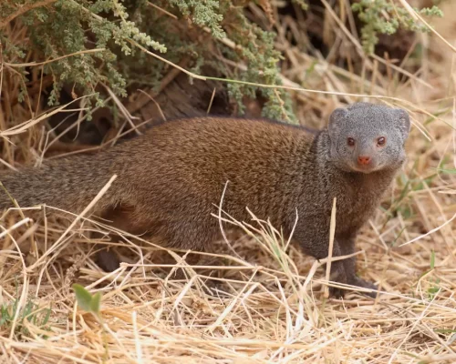 The Secret Lives of Tadoba’s Small Mammals