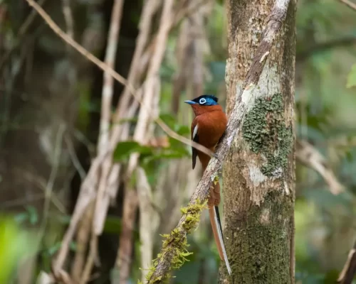 Birdwatcher’s Paradise: Avian Diversity in Tadoba