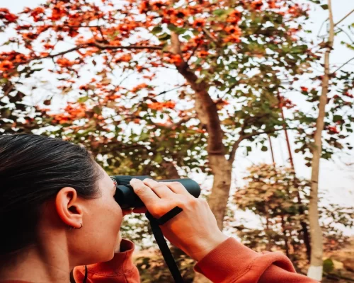 Seasonal Changes in Tadoba: What to Expect Throughout the Year