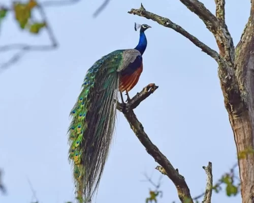 Exploring Kabini: Beyond the Safari Adventures