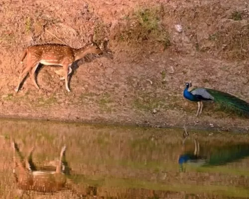 Seasonal Highlights: When to Visit Kabini, Tadoba, Gokarna and Wayanad