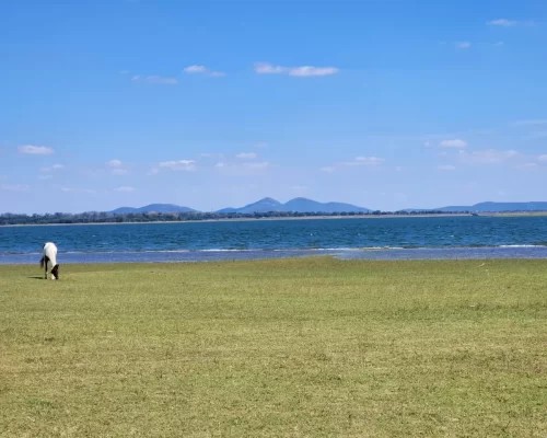 Glide Through Nature: The Tranquil Tadoba Boat Safari Experience