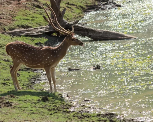 Relax and Rejuvenate: Find Serenity at Red Earth Resort in Kabini