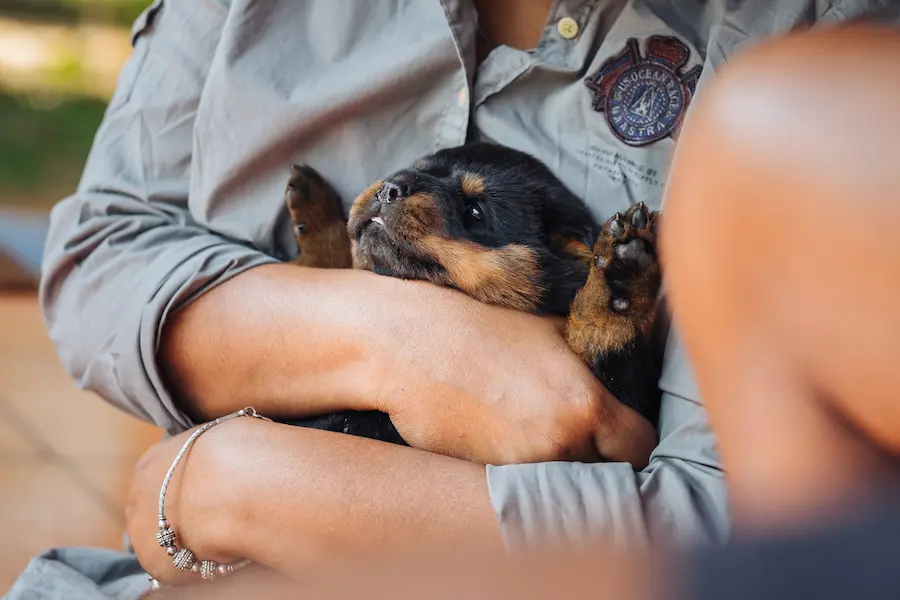 An image a person holding a puppy at Red Earth Resort which is a pet friendly resort in Kabini