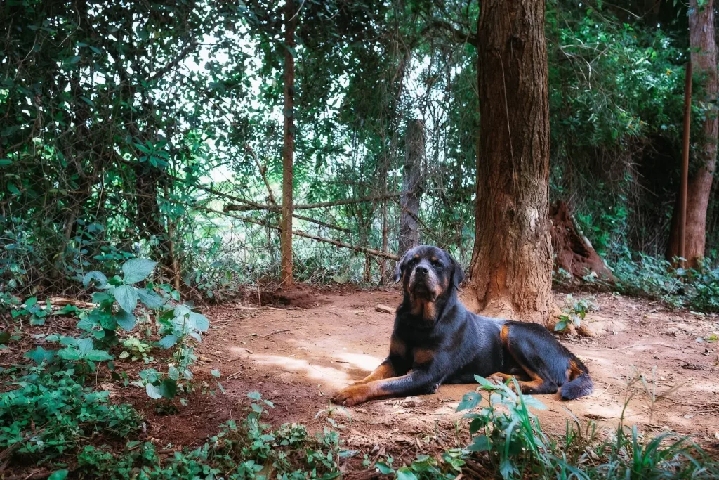 An image a dog relaxing at Red Earth Resort which is a pet friendly resort in Kabini