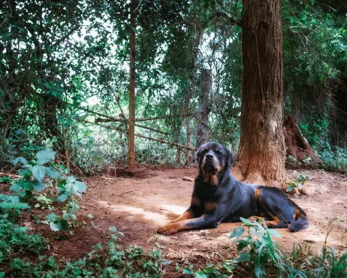 A Home Away from Home: Pet-Friendly Accommodations at Red Earth Resort in Kabini