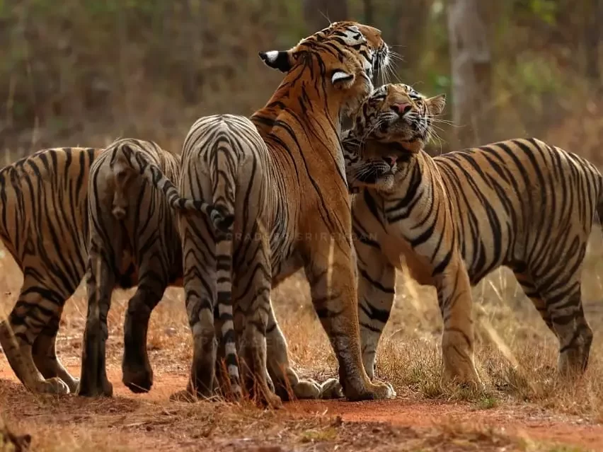tiger viewing from resort in tadoba