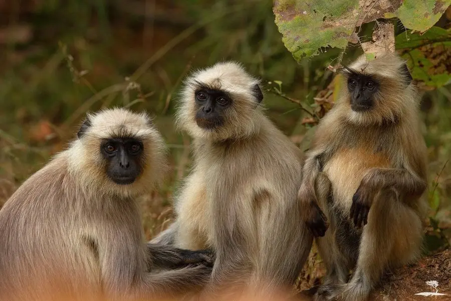 Best Resort in Tadoba
