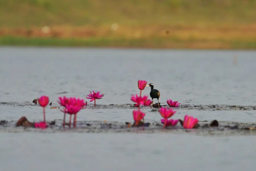Best Resort in Tadoba