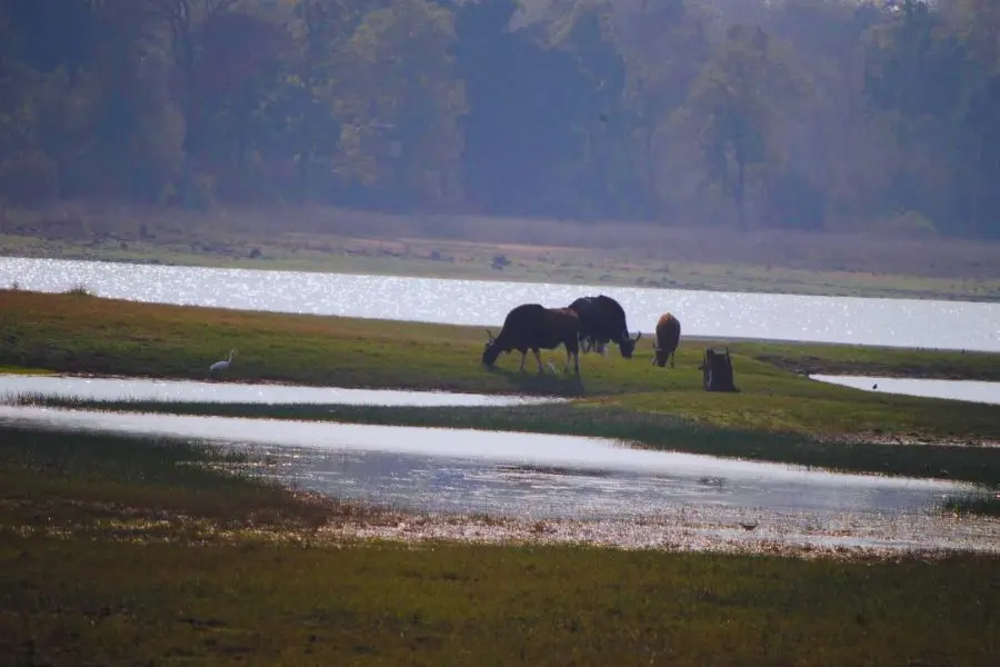 Best Resort in Tadoba