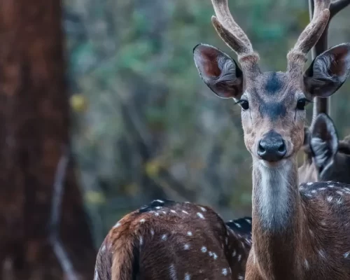 Into the Wilderness: Why Red Earth Kabini Is the Best Resort for Wildlife Enthusiasts