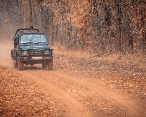 From Jeep Trails to Campfires: A Day at Red Earth Tadoba