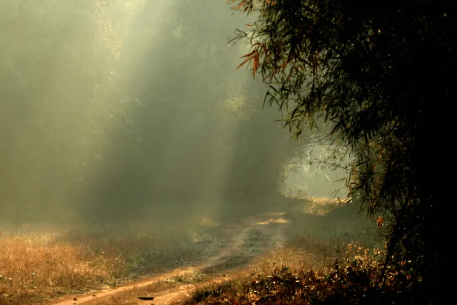 Best Resort in Tadoba