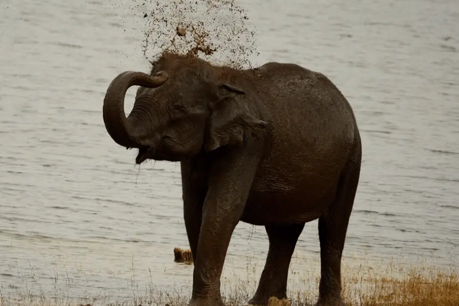 Best Resort in Kabini