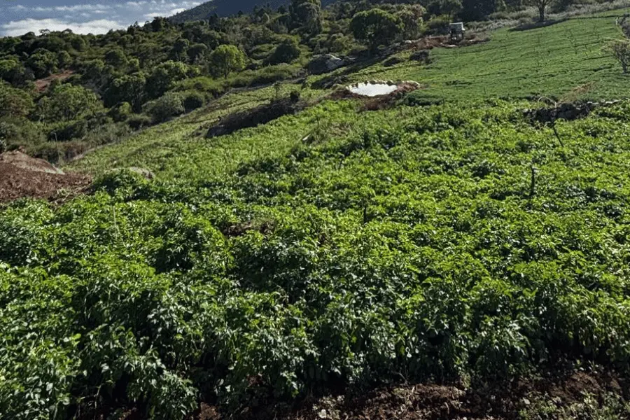 Best Resort in Nilgiris