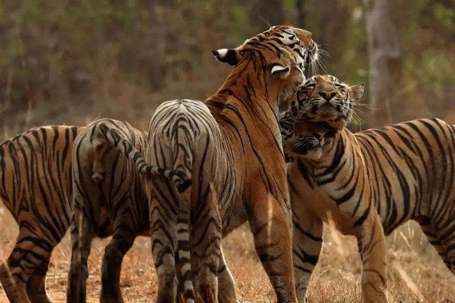 Best Resort in Tadoba