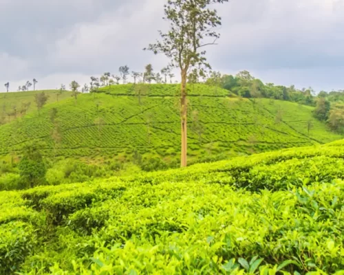 Wayanad Unplugged: Experience Luxury Glamping at Grassroots by Red Earth