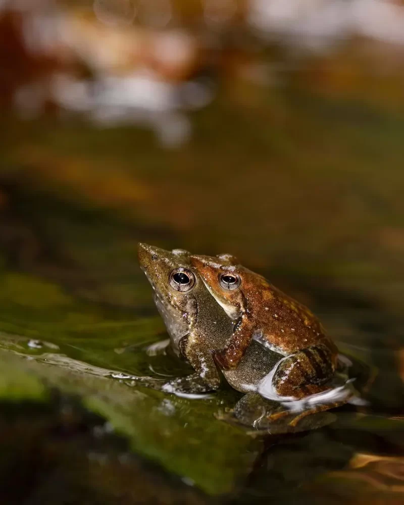 Dancing frog, westren ghat expedetion- Red Earth