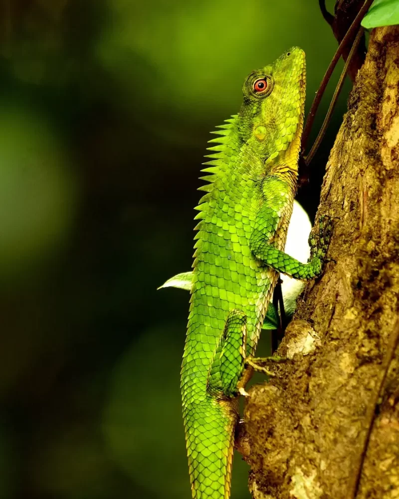 Nilgiri forest lizard, westren ghat expedetion- Red Earth