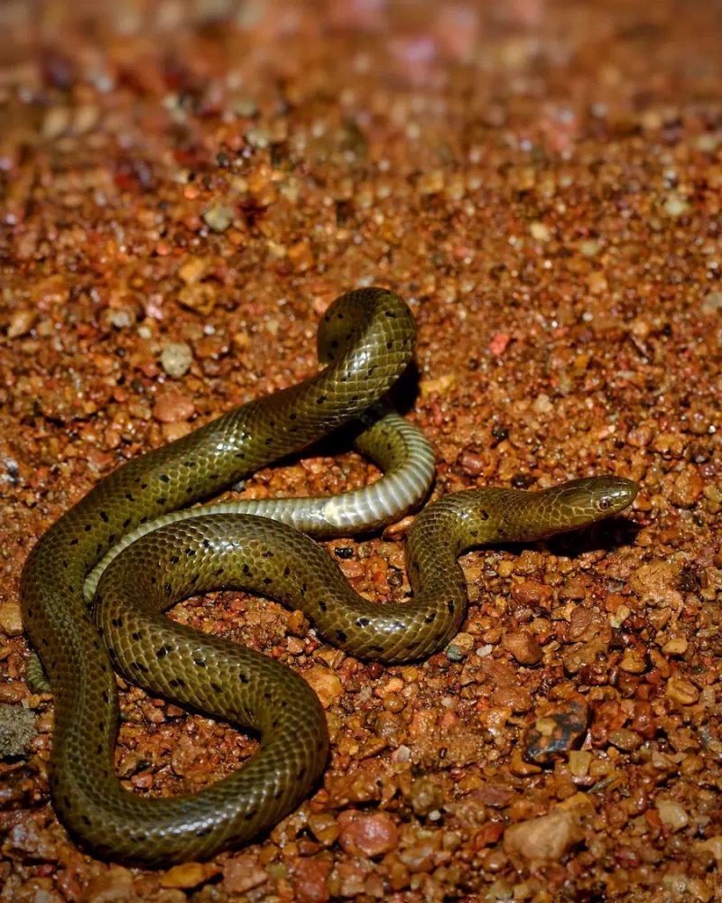 Olive forest snake, westren ghat expedetion- Red Earth