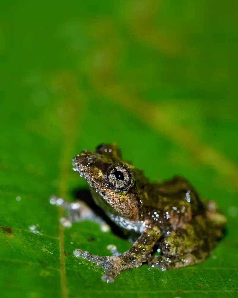 Water drop bush frog , westren ghat expedetion- Red Earth