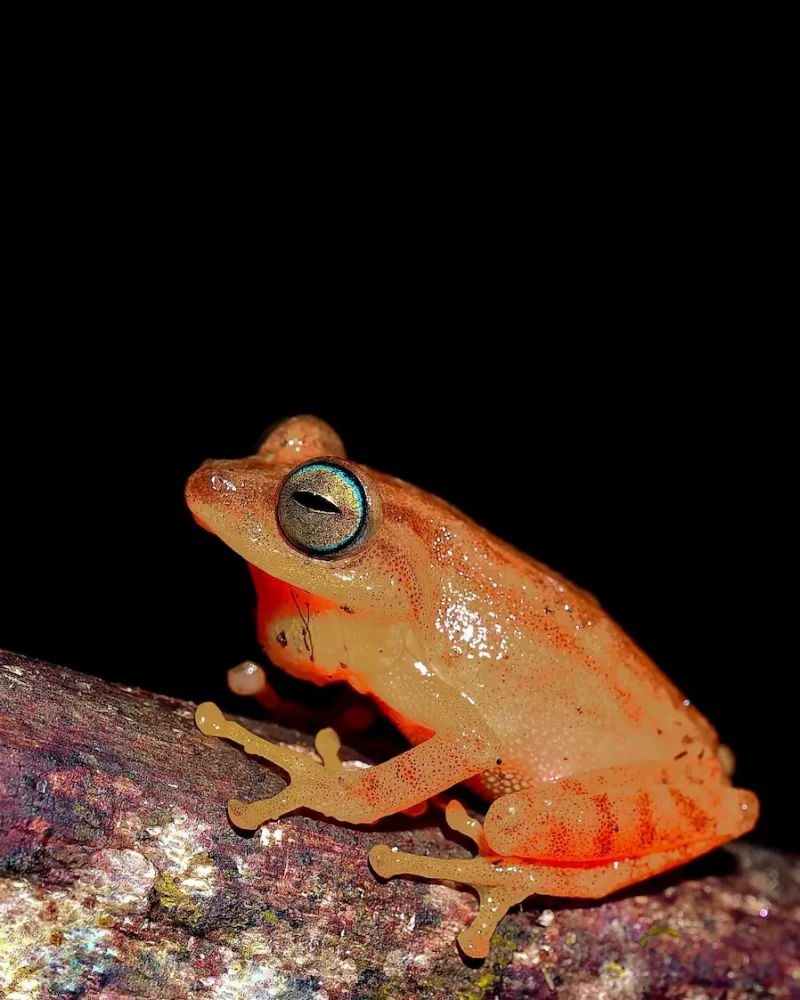 Blue-eyed bush frog, westren ghat expedetion- Red Earth