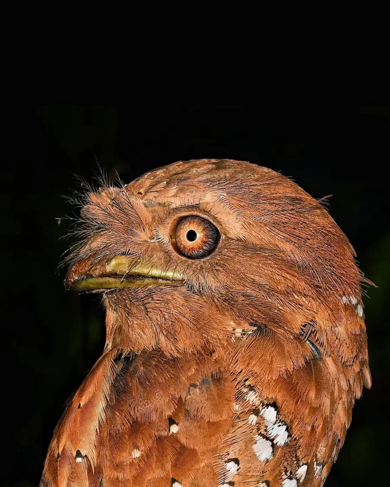 Sri Lanka frogmouth, westren ghat expedetion- Red Earth