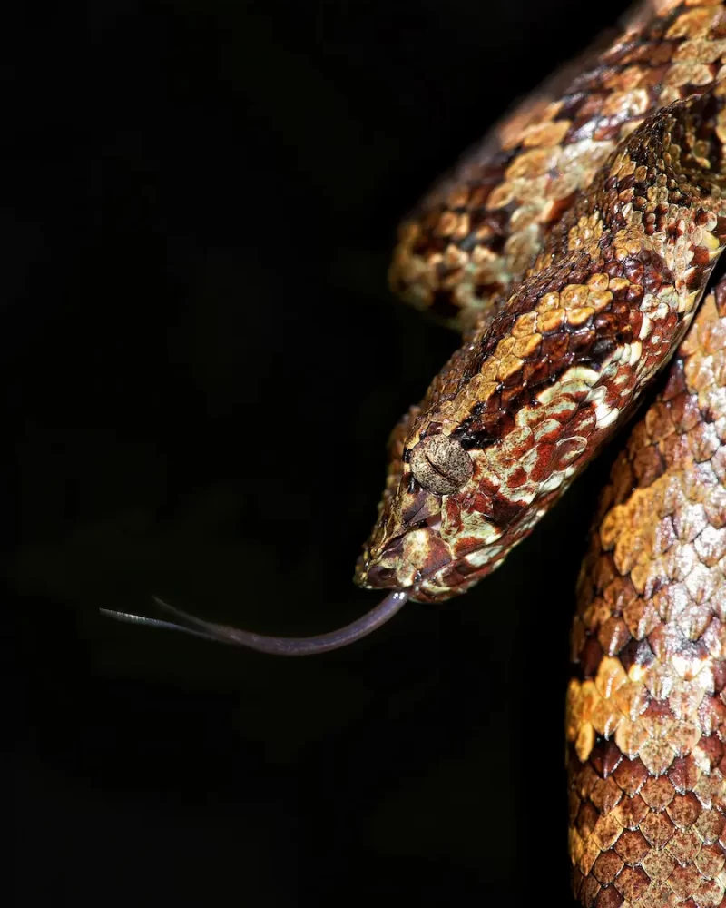 Malabar pit viper, westren ghat expedetion- Red Earth