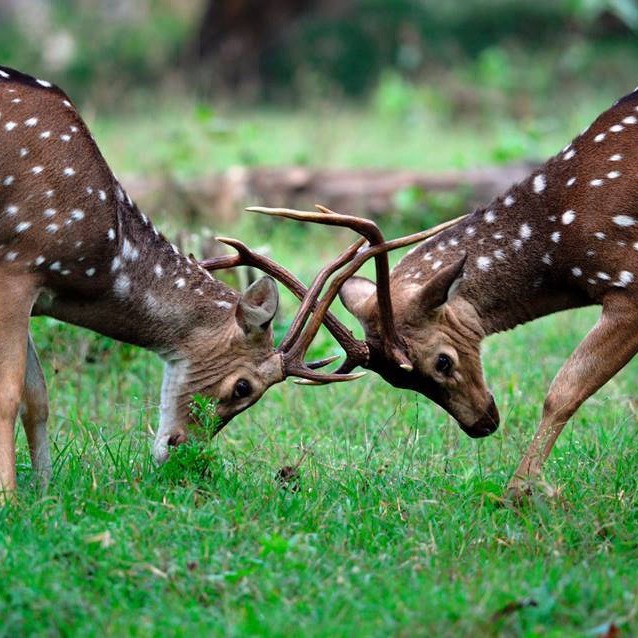 Wayanad National Park