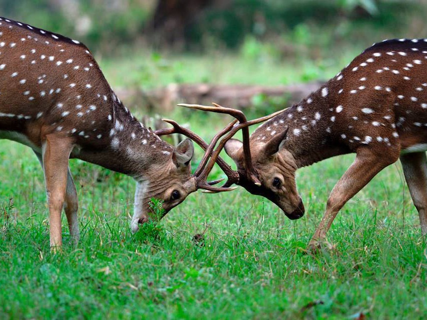 Things to do in Wayanad Grassroots Resort in Wayanad