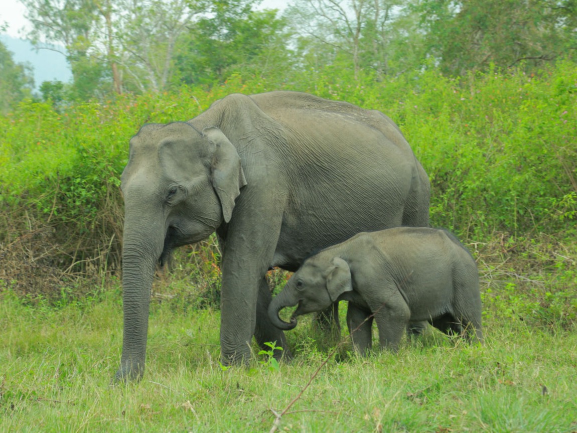 Wayanad Wildlife Sanctuary