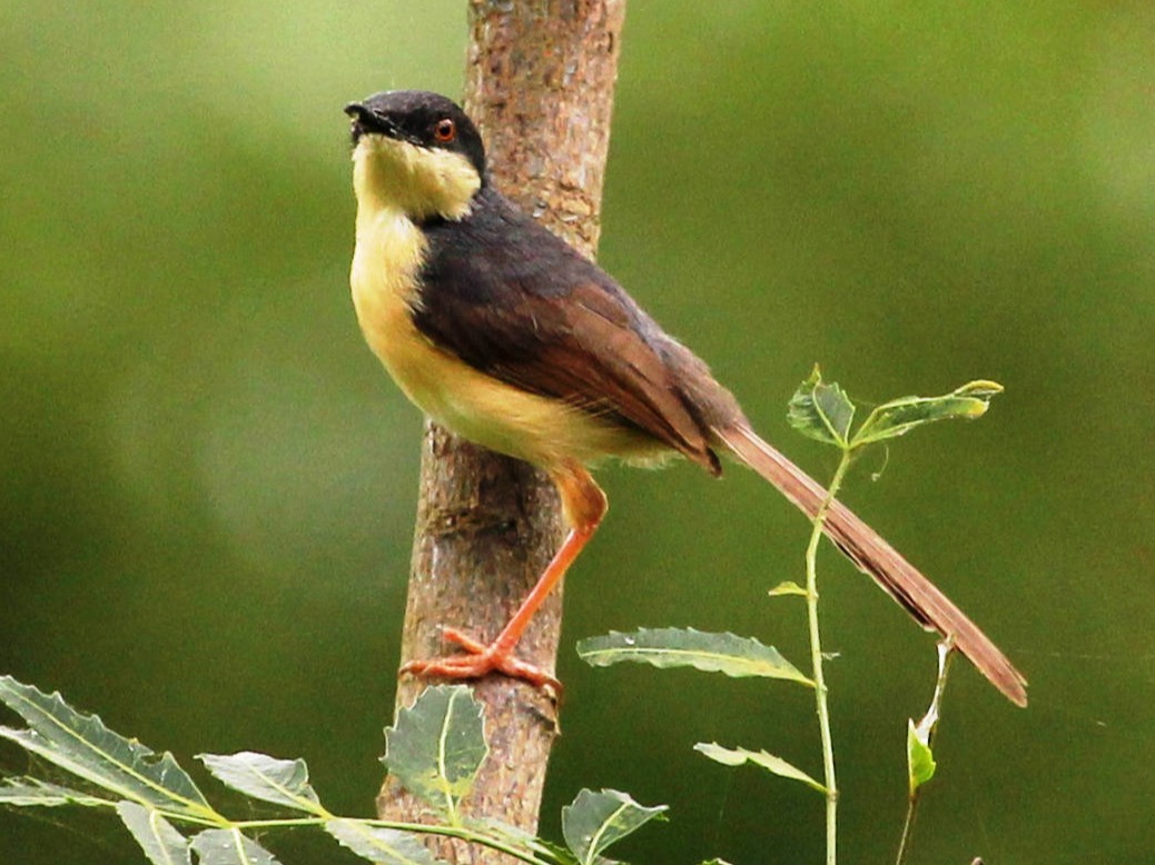 Things to do in Wayanad Grassroots Resort in Wayanad