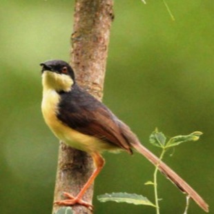 Birding at Resort in Wayanad