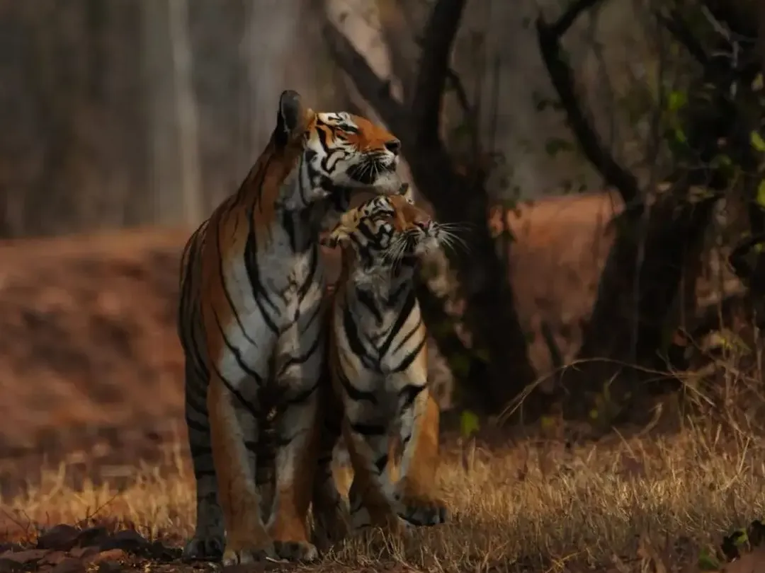 Red Earth Tadoba Resort