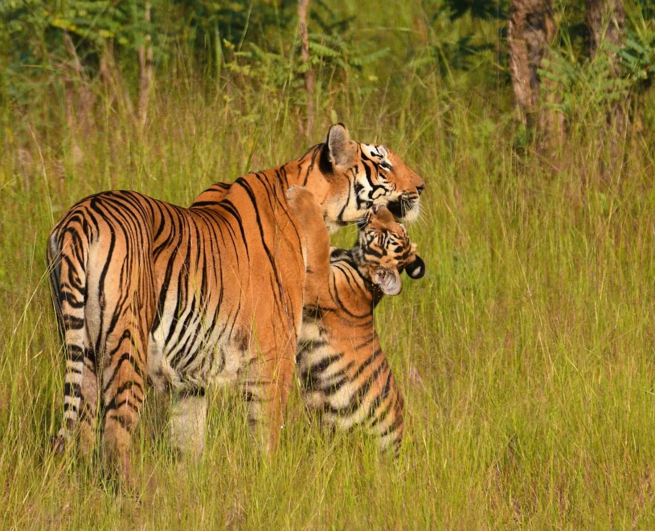 Red Earth Tadoba